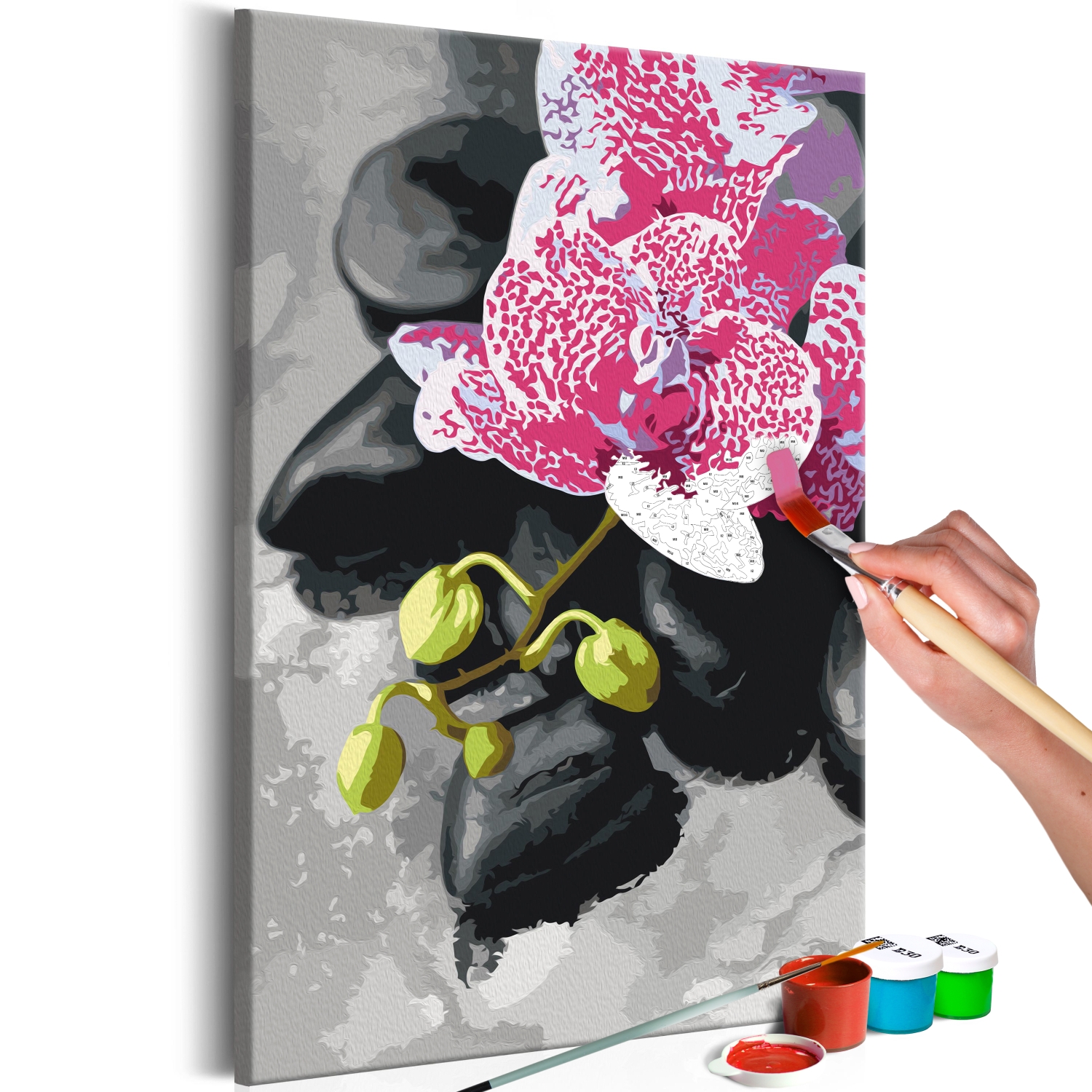 Maľovanie podľa čísiel - Pink Orchid